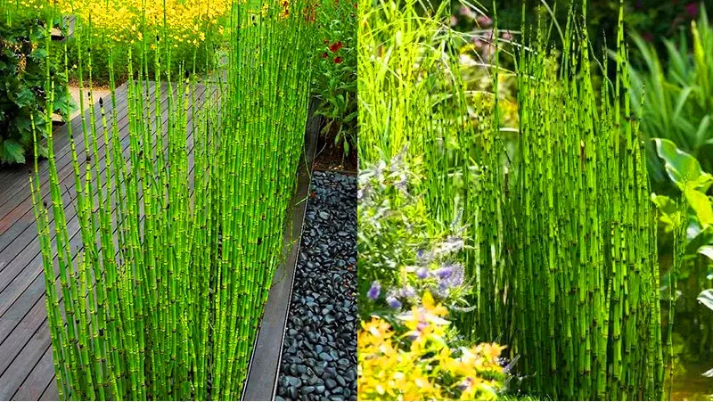 Подлинный! 20 Мини moso Bamboo flores bamboo plantas бонсай сад бонсай горшки для балкона Начинающий уровень 90% DIY для домашнего сада pl