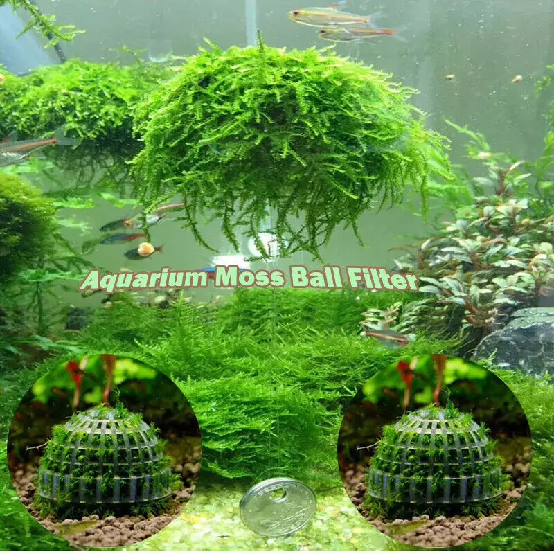Аквариум мох Marimo шар живые растения фильтр для Java креветок аквариум|Подставки