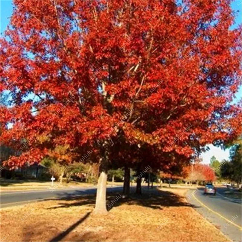 10 шт. искусственный дуб | Дом и сад