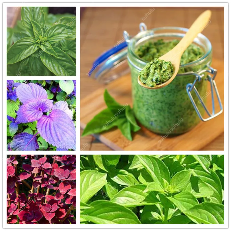 Распродажа! 100 шт Искусственный базилик|Декор места обитания| |