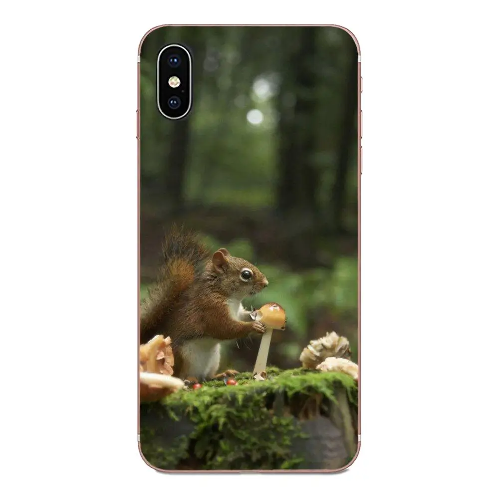 Белка морская свинка мышь арахис жадный для Huawei Honor 5C 5X 6A 6X 7 7A 7X 8 8A 8S 8X 9 10 30 Lite Pro Y6 II