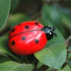 Новая Мини электрическая собака кошка игрушка для домашних животных интерактивный тизер Жук Cicada Авто Электрические ходячие игрушки для насекомых