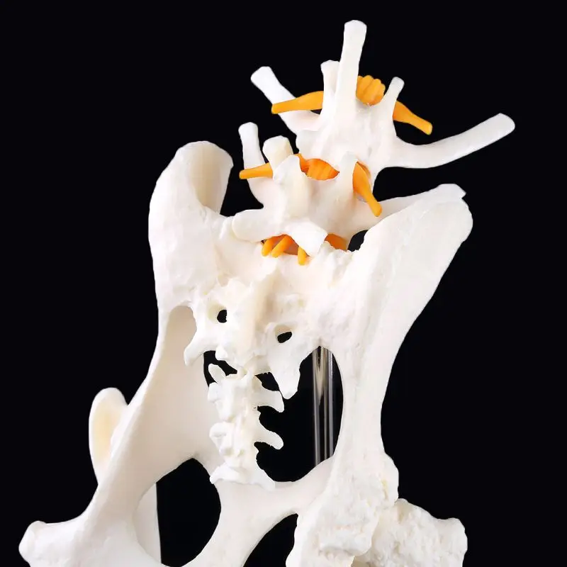 

Dog Canine Lumbar Hip Joint with Femur Model Teaching Anatomy Skeleton Display