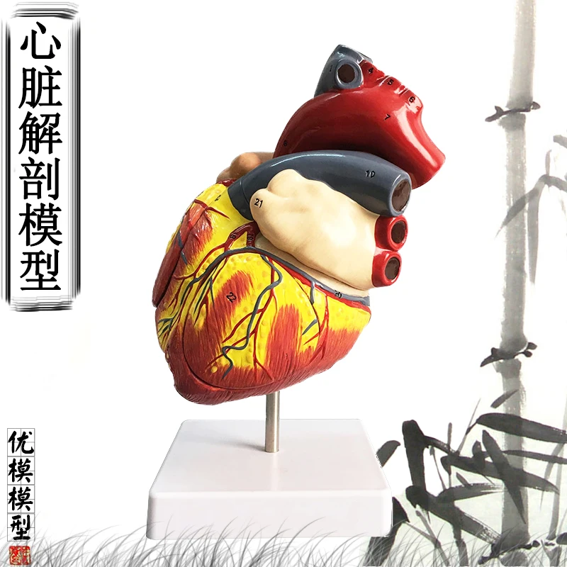 1:1 standard human heart model anatomy detachable teaching simulation natural big |