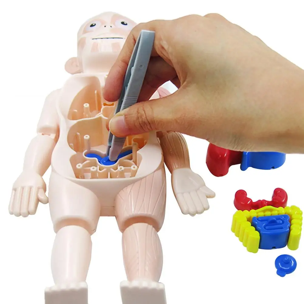Modelo Educativo de Ciencia para Ni&ntilde;os, juguetes humanos de ensamblaje artesanal, estructura corporal, juguetes de pr&aacute;ctica educativos, nuevo estilo, 2021-3