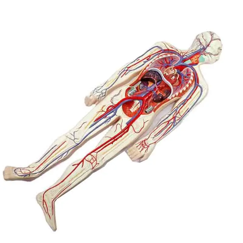 Модель системы кровообращения человека: системная легочная сердечная артерия и вена.