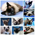 MomoArt Алмазная мозаика кошки алмазная вышивка животные картина стразами 5d алмаз живопись сиамская вышивка крестиком рукоделие декор для дома