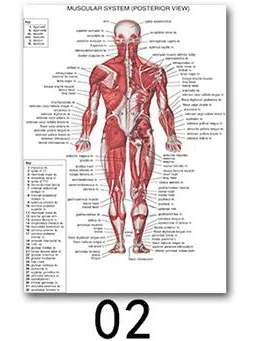 02 Анатомия человека, система мышц, художественный плакат, печать, карта тела, шелковая Живопись, настенные картины для медицинского образования, офиса, домашнего декора - Цвет: 02