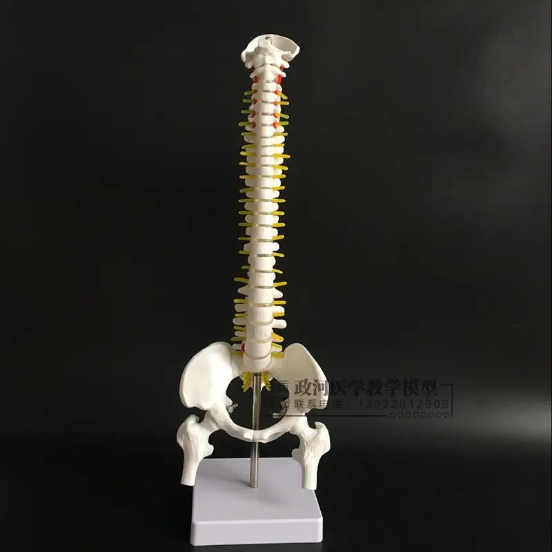 45 см скелетная Вертикальная модель позвоночника человека с тазом и бедренной