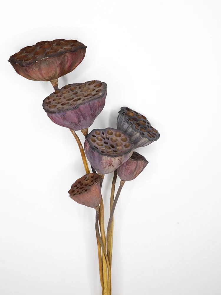 5 шт. сушеные натуральные фрукты лотоса маленькие Сухие растения Lotu для свадьбы