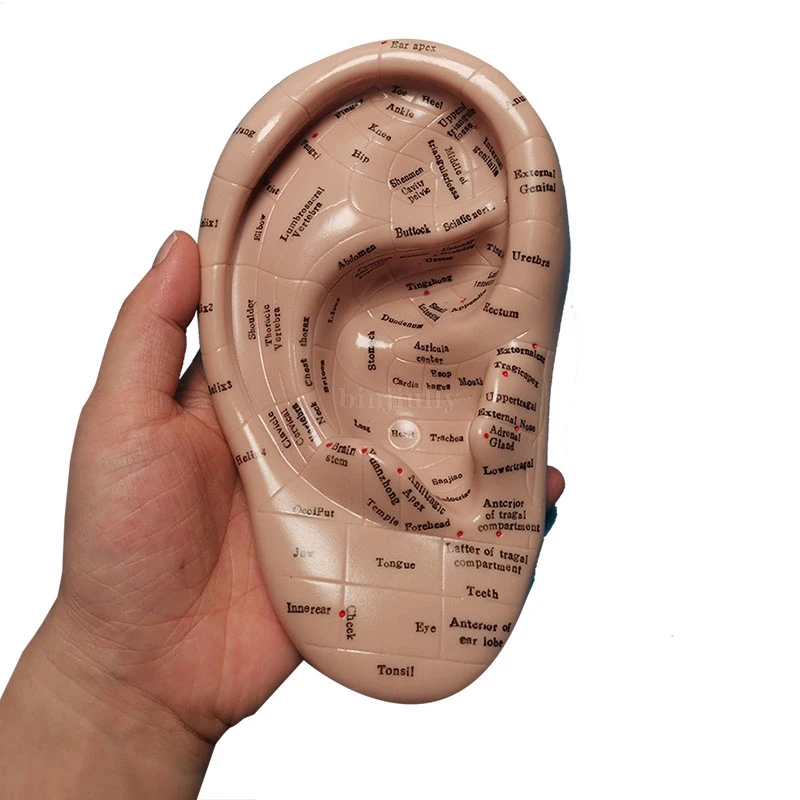 Семена ваккарии для акупунктуры 17 см мягкая резина английские иероглифы с