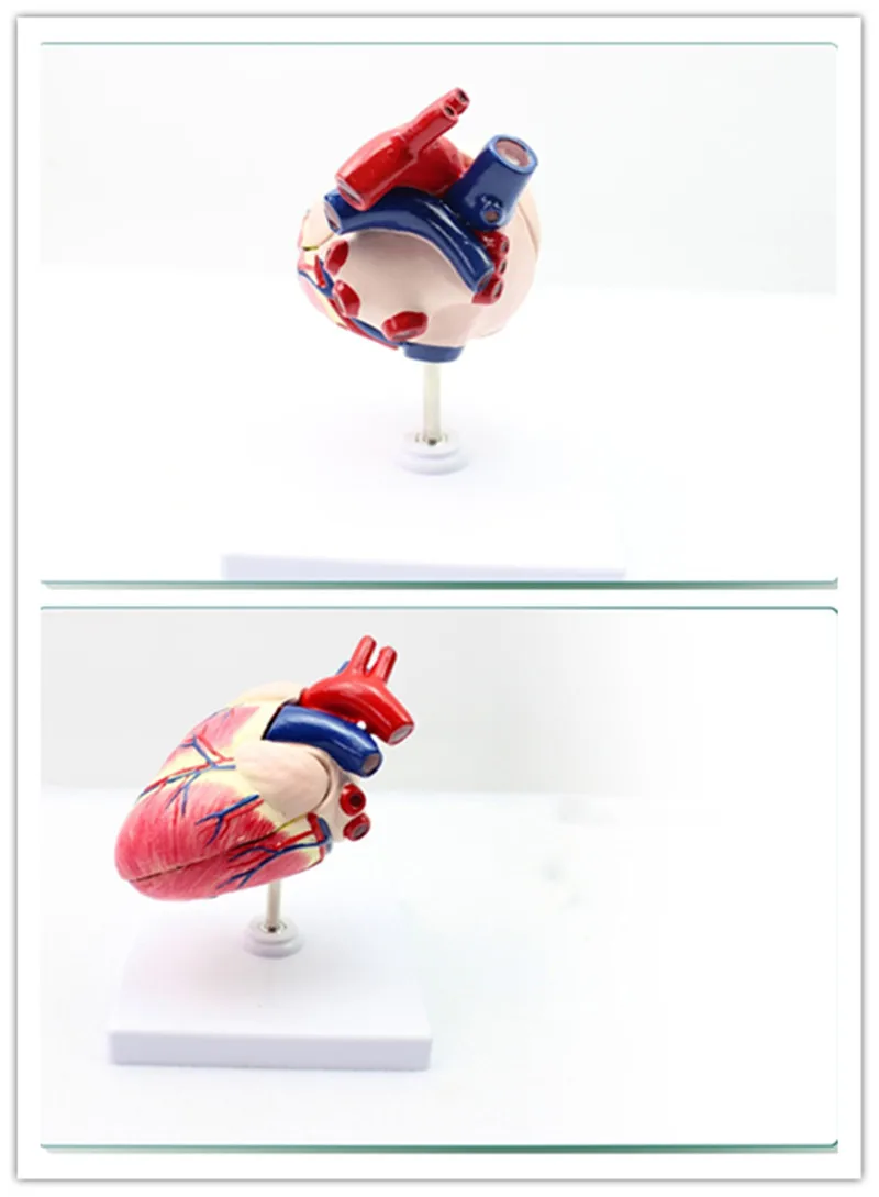 Собака сердце модель собака Анатомия орган животное животных обучение демонстат