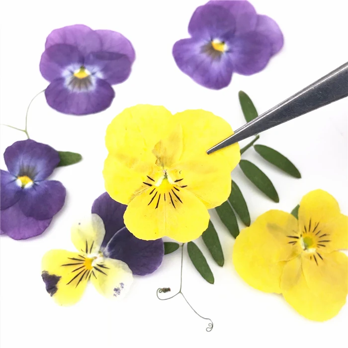 12 шт./пакет анютины глазки сушеные Пресс цветками Фиолетовое/желтые цветы