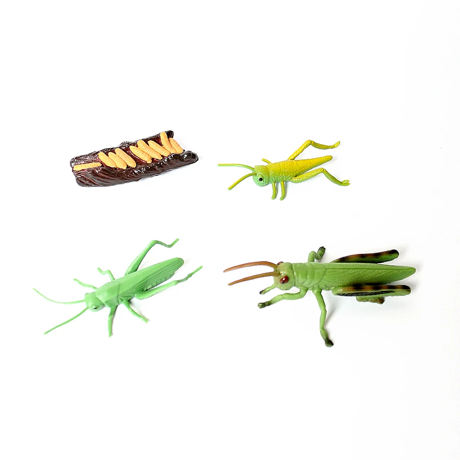 Моделирование дождевых в виде Кузнечика Mantis тщательно прикрепленные на