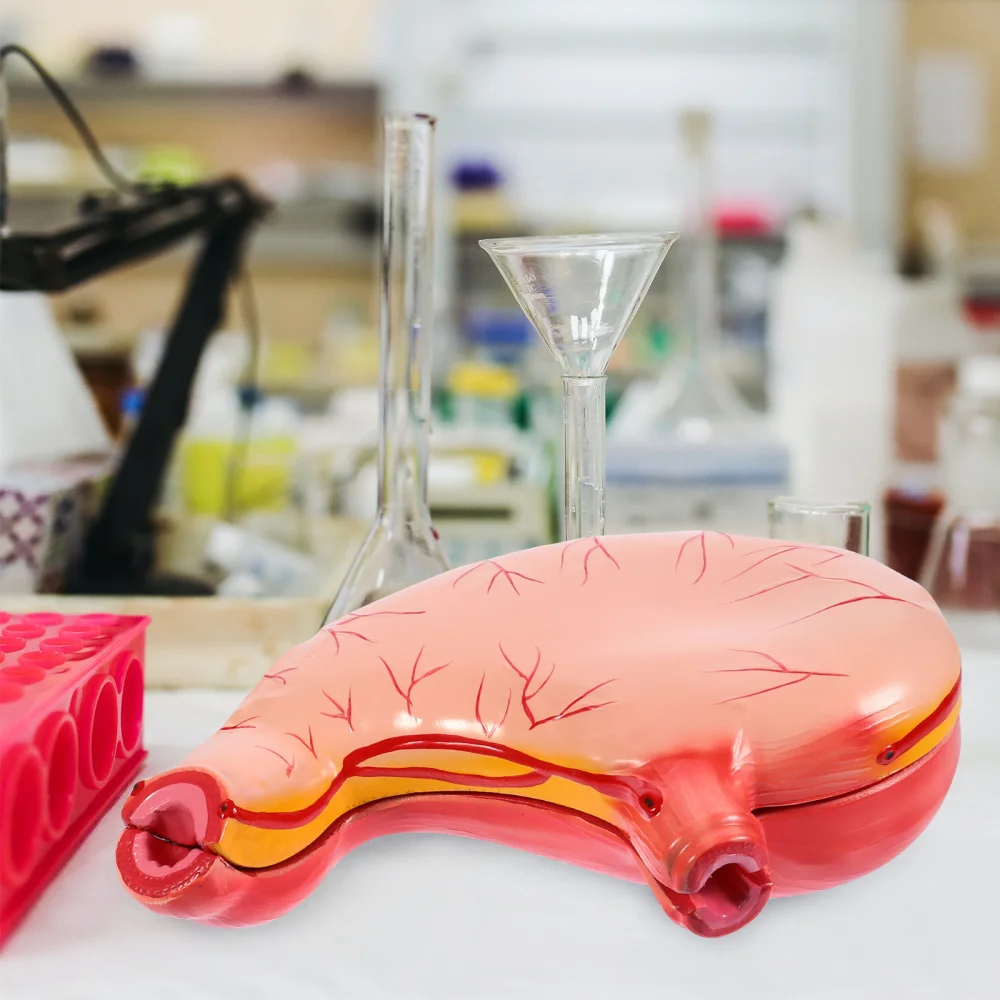 

1pc Stomach Anatomical Model Teaching Demonstration Equipment Supply