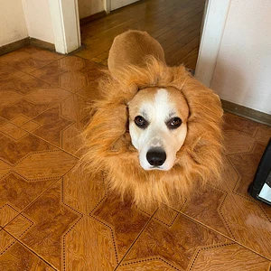 Lion ManesFor Large Dogs Lion Wig For Dog Lion Head Costume Lion Mane Dog Costume Dogs Wearing Wigs Dog Lion Costume