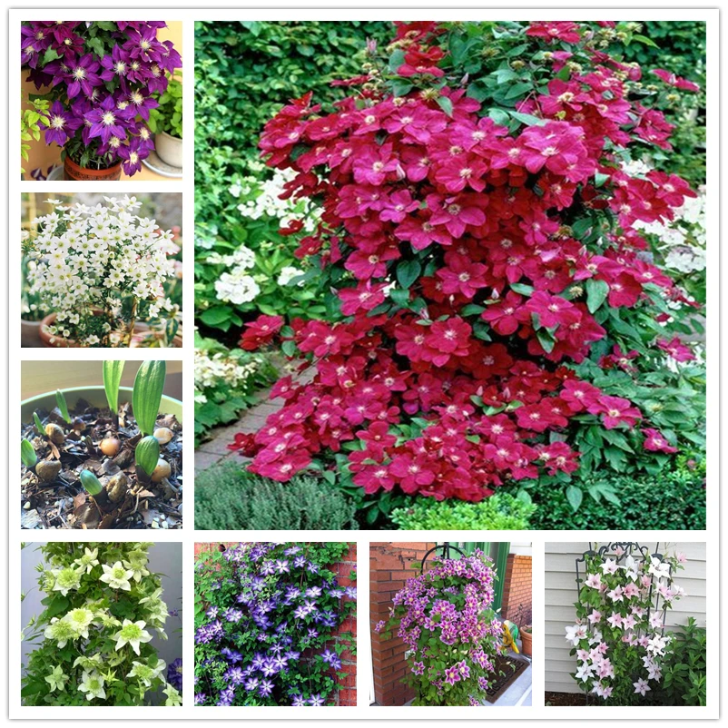 

100Pcs Perfume Clematis Seeds Incenses Plants Home Fragrant Colorful Cream Clematis Flowers Seeds Air Purification Incense IJ-0S