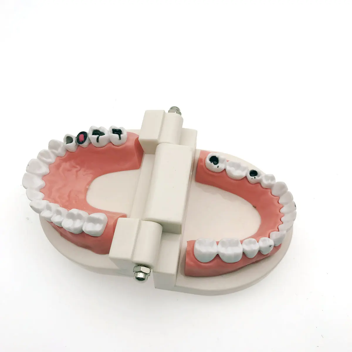 Модель для обучения стоматологии кариеса модель демонстрация размер