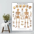 Плакат в виде скелетной системы, анатомическая карта, каркас человеческого тела, медицинский художественный настенный плакат, Картина на холсте для офиса, домашнего декора