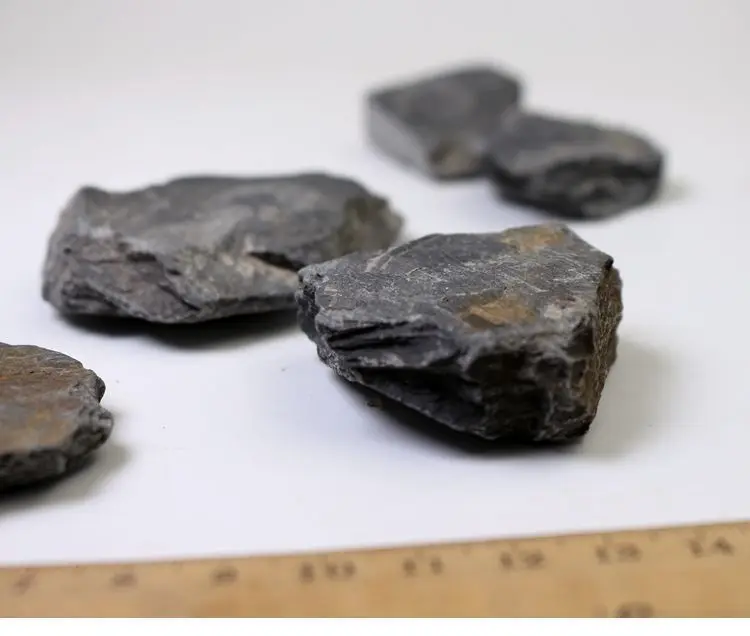 Палеоленус лантеноиси трилобиты окаменелые гуаньшань Биота Polular Science Fidelity Fossil