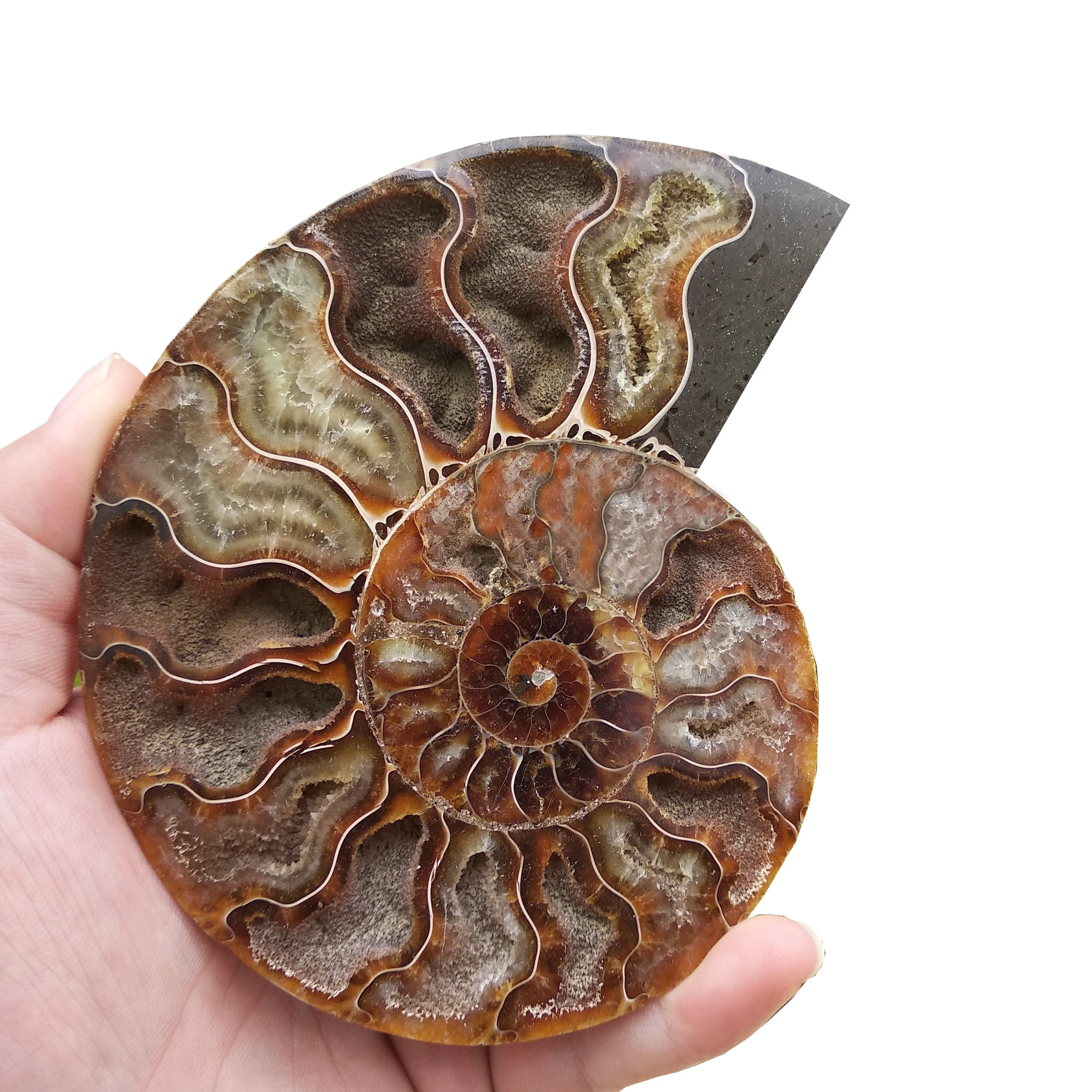 

Madagascar Fossils Iridescent Ammonite Natural Stones And Minerals Specimen Beautiful Christmas Present