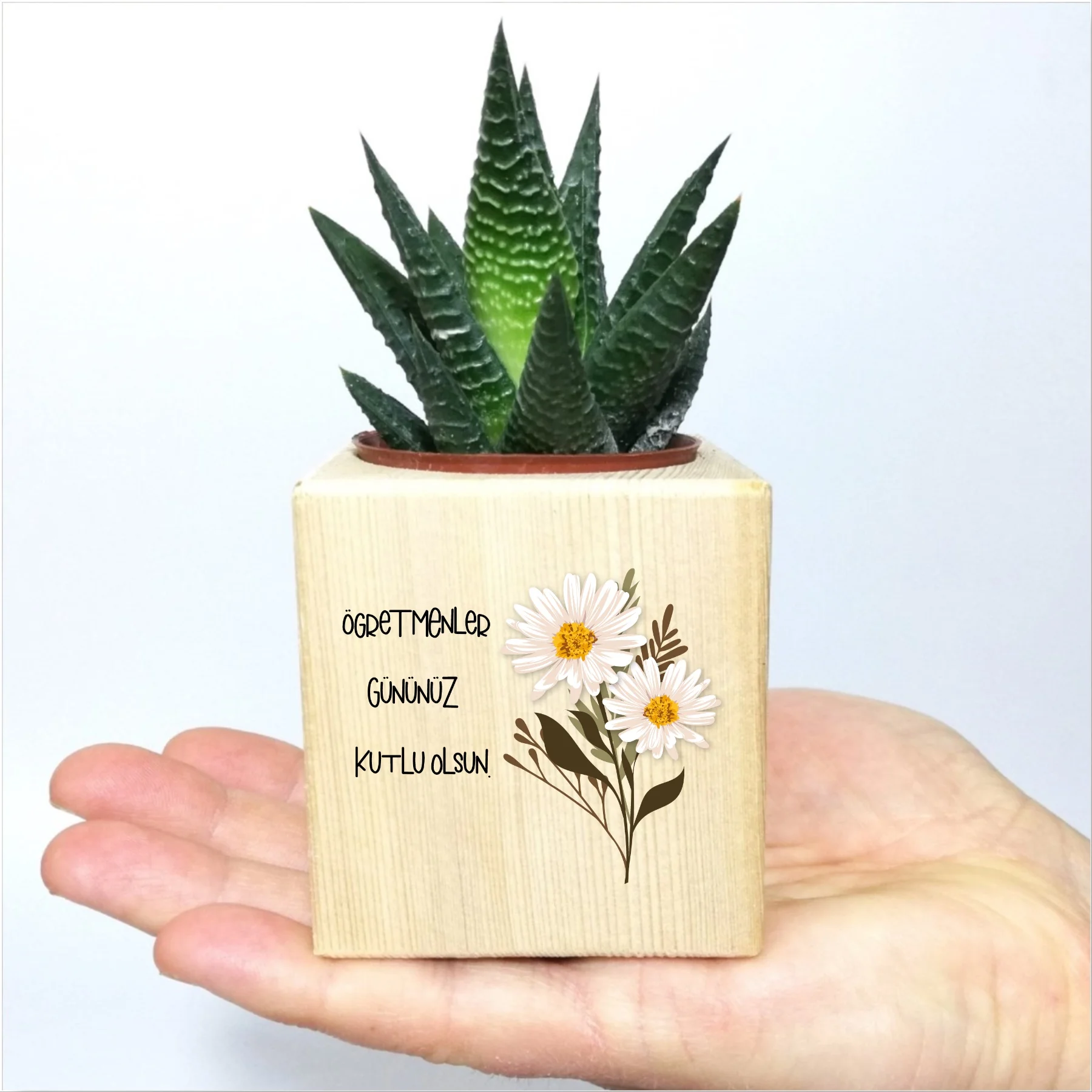 

Daisy Design Cube Sukulent In Pots
