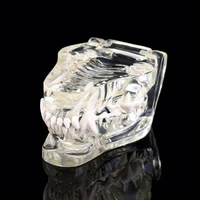 transparent dog teeth jaw tooth model anatomical teaching demonstration veterinary canine