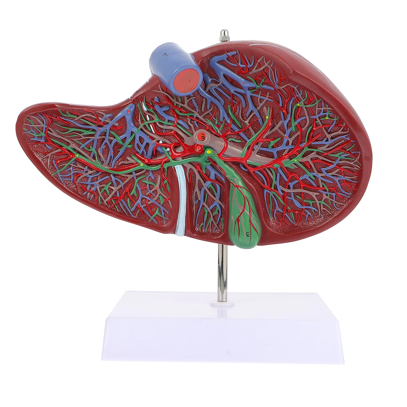 

Liver Anatomical Model Teaching Liver Model Display Model with Base