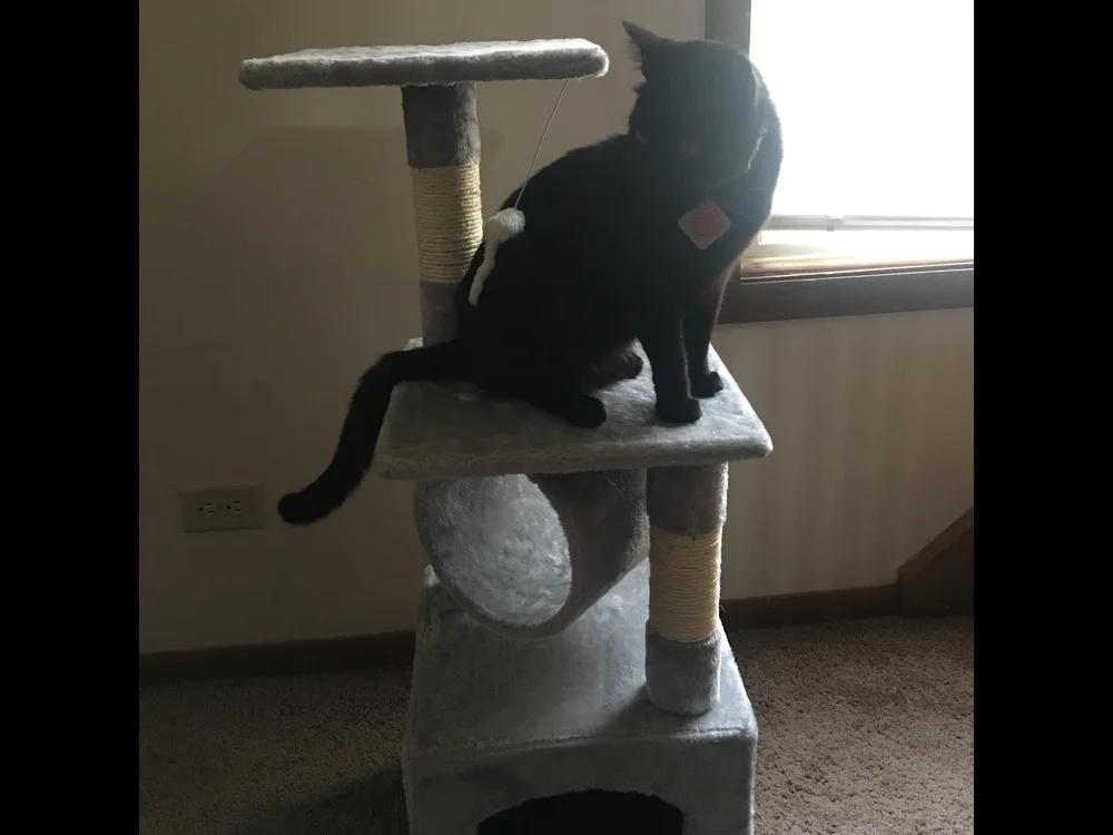 3" Deluxe Cat Tree Level, доска для царапания активности, дерево с когтеточками для котят