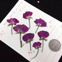 60pcs side pressed dried purple rose flowers plant herbarium for jewelry postcard invitation card phone case bookmark diy
