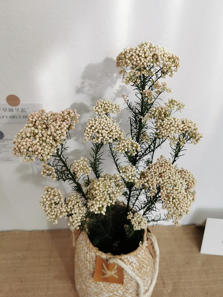 10 шт. натуральный сушеный бессмертный цветок Millet смешанный цвет Ramillete Flores Eternell