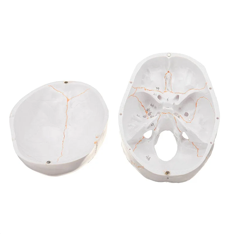 1:1 Разобранная модель черепа для взрослых анатомическая анатомический скелет