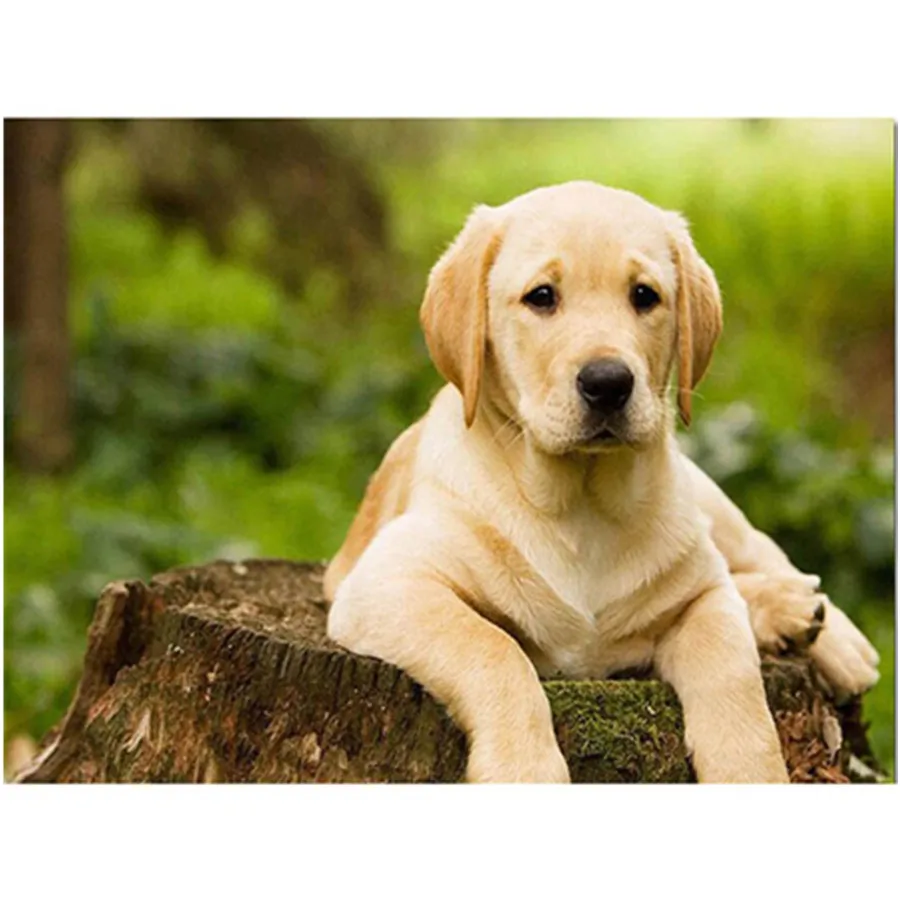 

DIY 5D Diamond Painting Dog Diamond Embroidery Cute Dachshund Dogs Animal Mosaic Cross Stitch Full Round Drill Home Decor Gift