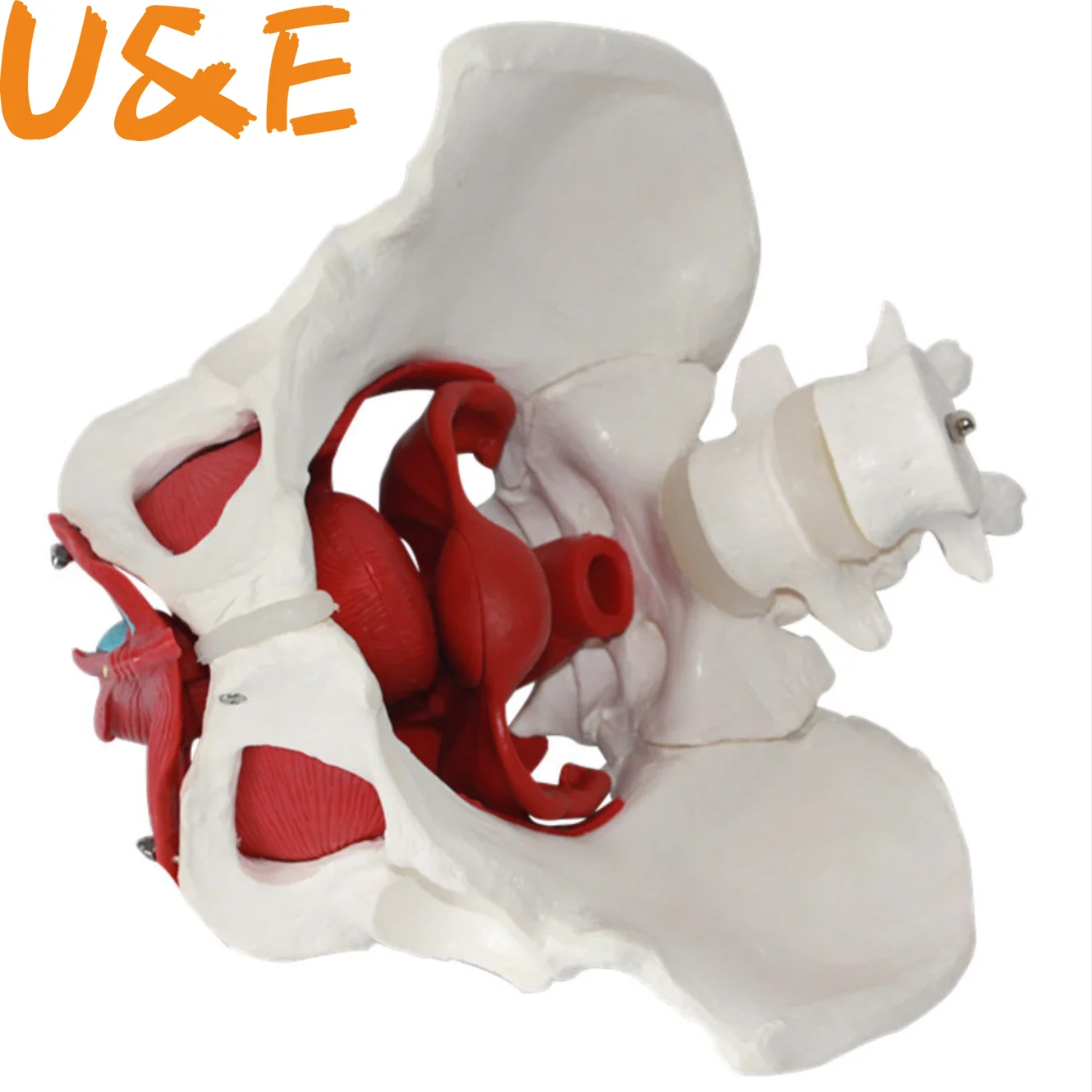 1:1 Женская репродуктивная система в натуральную величину модель мышц тазового