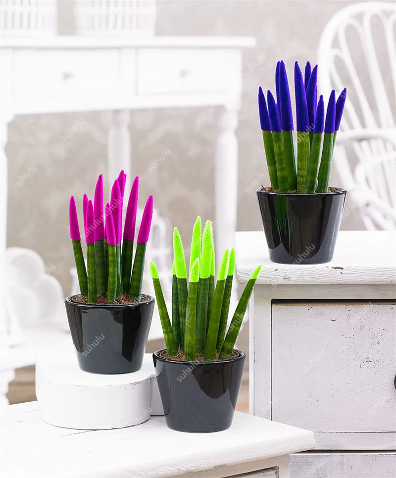 100 шт. искусственная сансевиерия| |