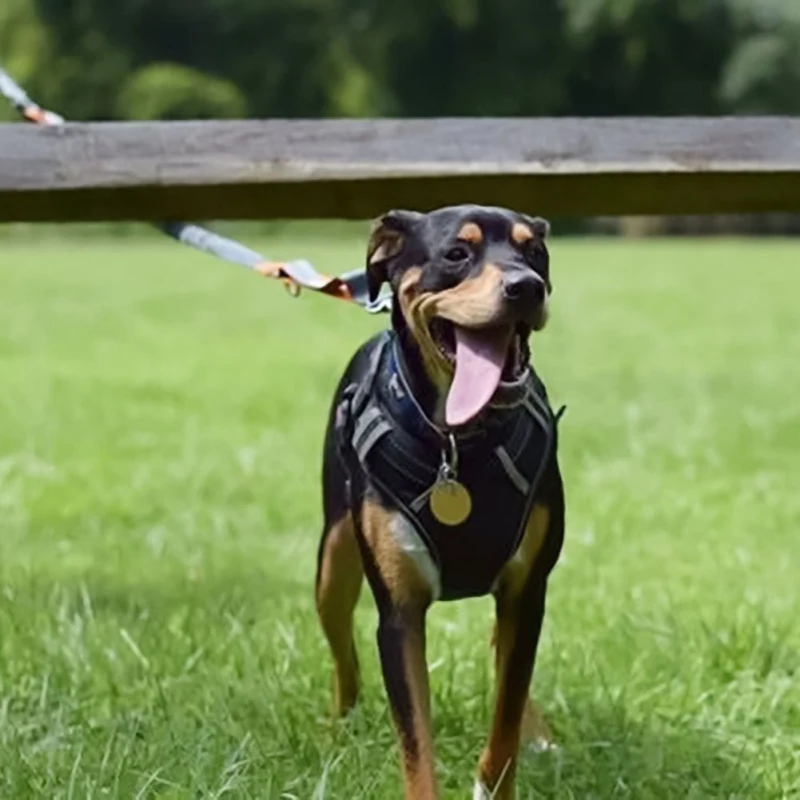 

Pet Dog Harness Adjustable Soft Breathable Vest Harness For Small Medium Dogs Puppy Collar Cat Pet Dog Reflective Chest Strap