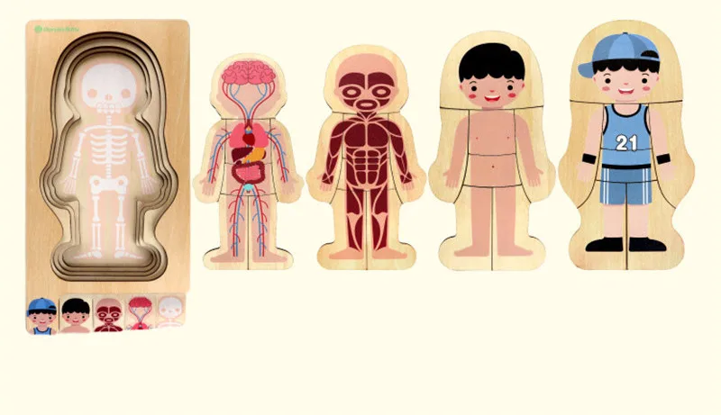 

Quick delivery Human Body Puzzle Boys Girls Body Structure Children Gift Children Montessori Educational Toys Wooden