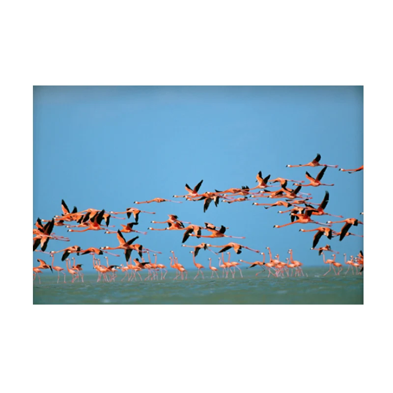 bird1 Плакат, холст, живопись с животными, Розовый фламинго, картина маслом, настенные художественные картины для гостиной, Куадрос, домашний декор, без рамки - Цвет: bird1