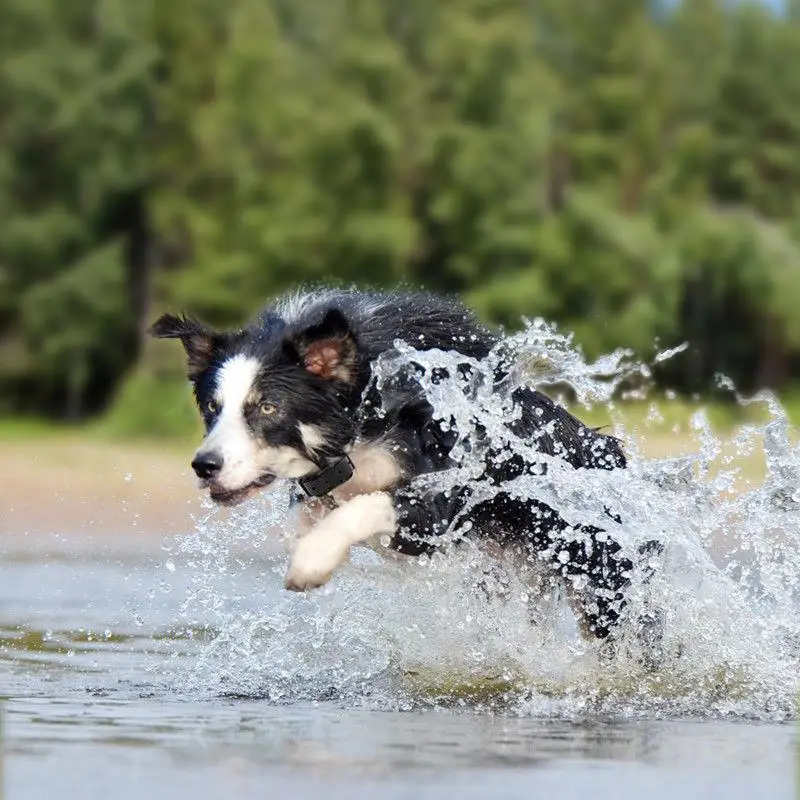 Электрический ошейник для дрессировки собак с дистанционным управлением 800 м |