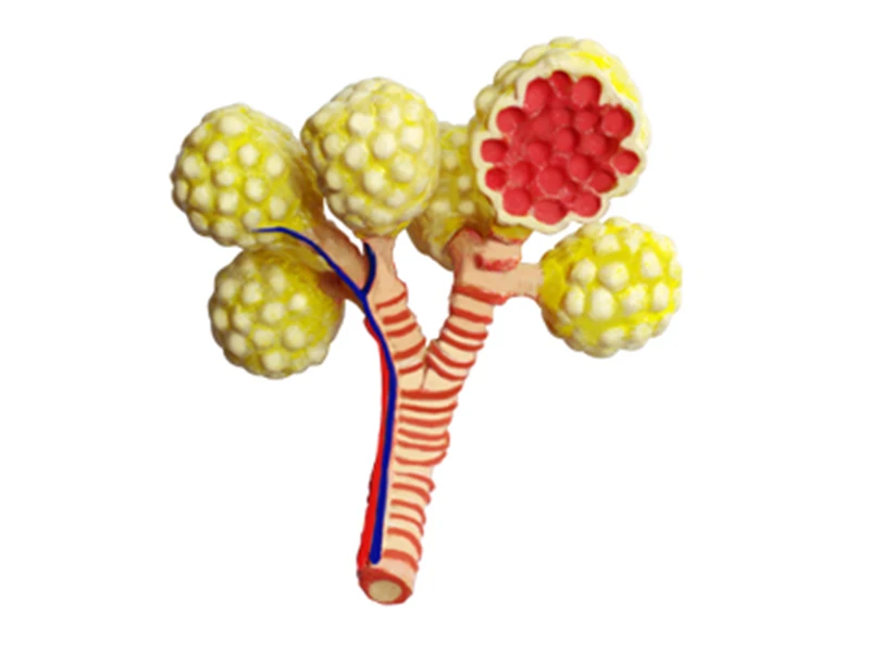 Lung 4d master puzzle Assembling toy human body organ anatomical model medical teaching |