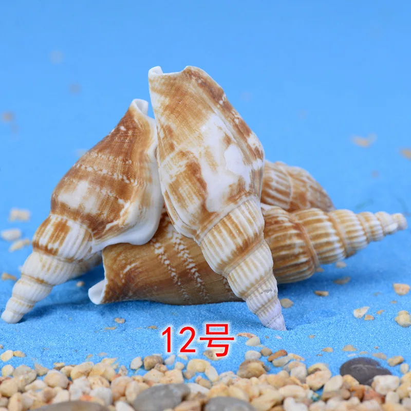 5 шт. магический цвет ракушка Морская звезда миниатюрный орнамент мини игрушка