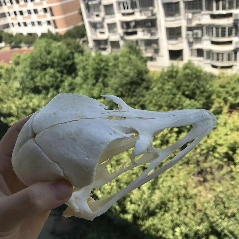 

1pcs Ostrich Skull Specimens Collection Animal Taxidermy