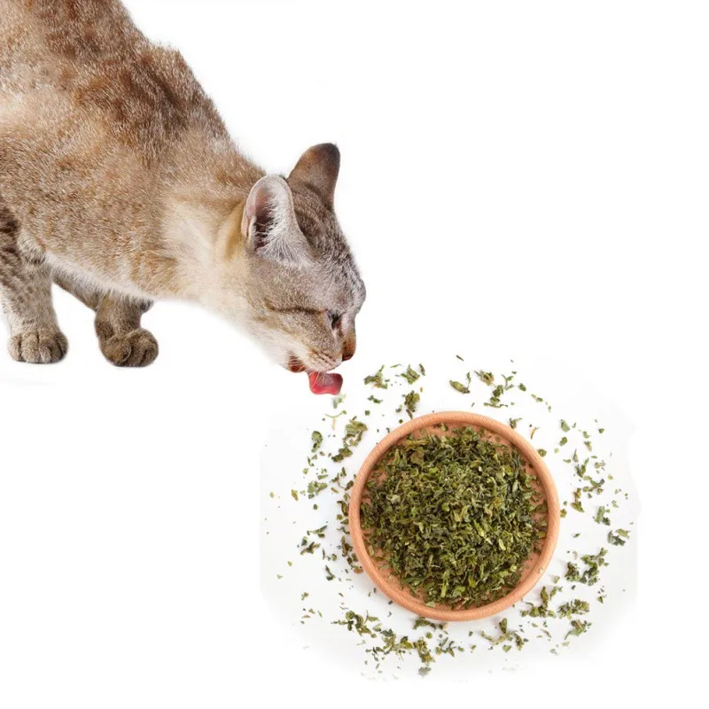 Кота здоровые закуски натуральная кошачья мята листья котенок нетоксичный