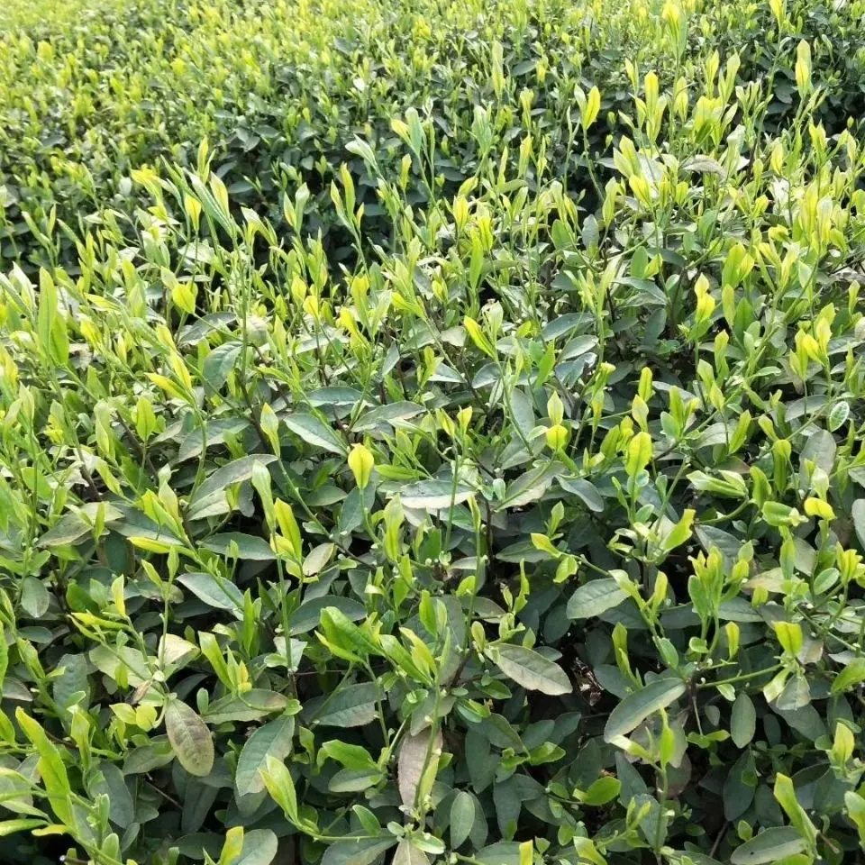 

Lu'an Melon Seed Tea 2021 New Tea Jinzhai Super Alpine Fragrant Green Tea
