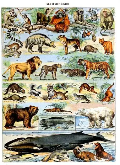 Больше стилей винтажная энциклопедия Адольфа миллота фрукты насекомые