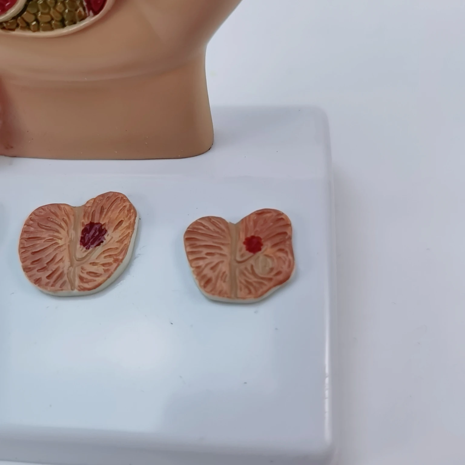 Мужская модель таза анатомическая мочевая система медицинское оборудование