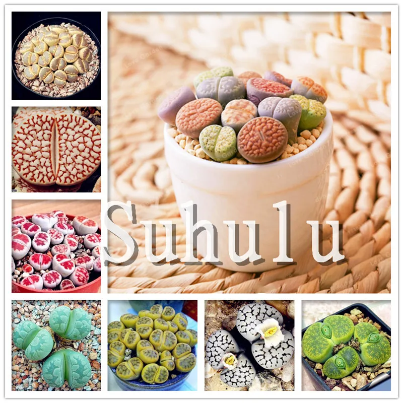 200 шт Искусственный литопс|Цветочные горшки и кадки| |