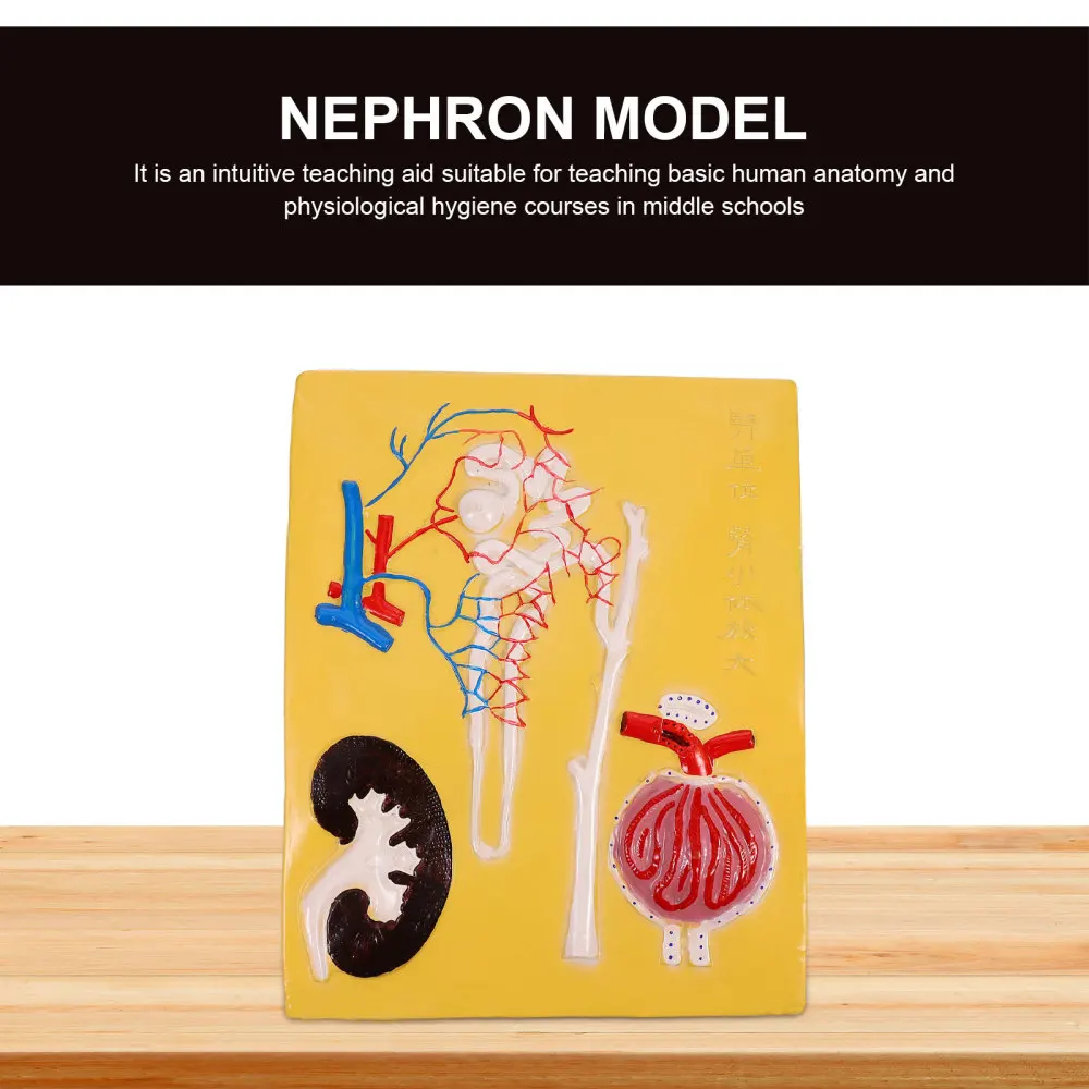 

1Pc Renal Corpuscle and Nephron Model Educational Model Anatomical Model