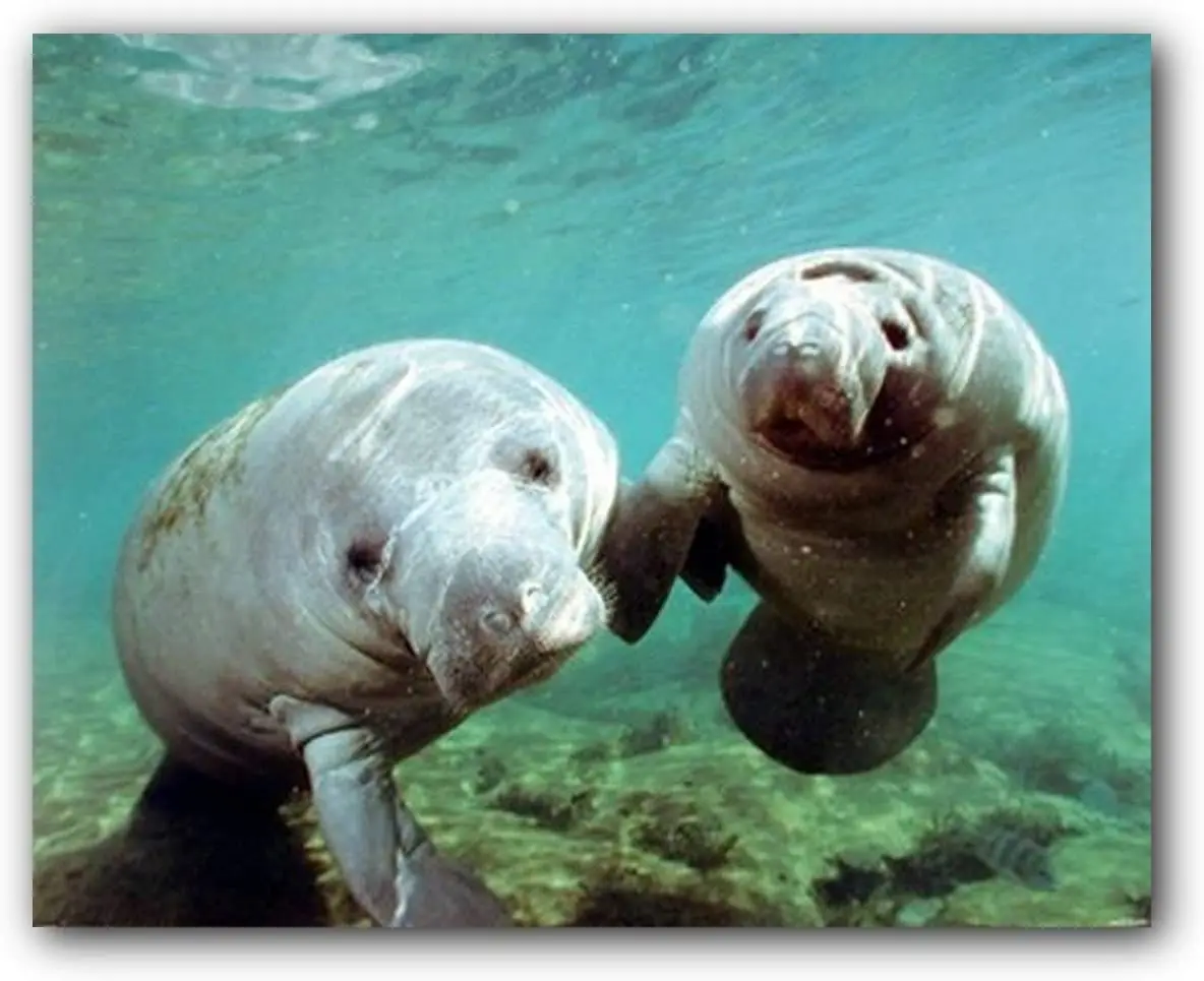 

Pair of Manatee Doug Perrine Ocean Animal Wall Decor Art Print Poster