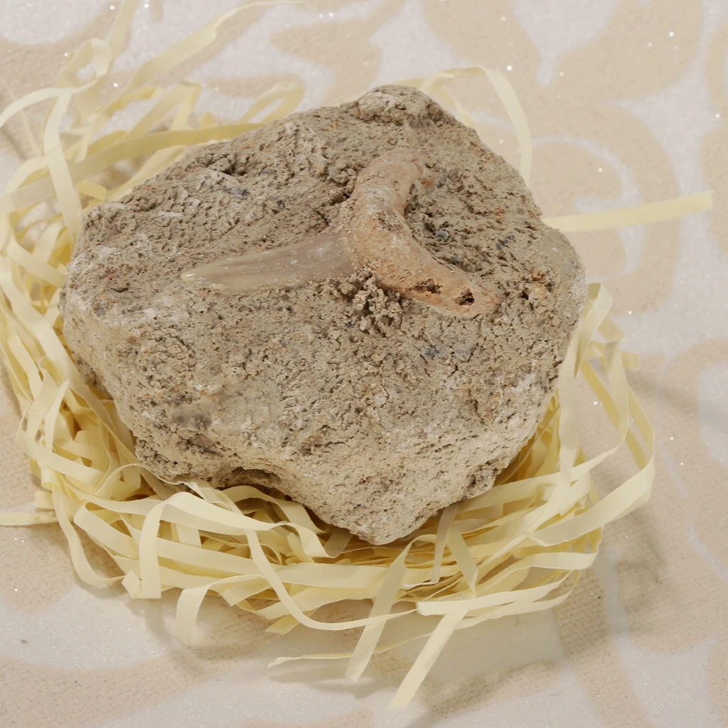 Коллекция минералов Rock образец Зубов Акулы развивающая научная игрушка | Игрушки